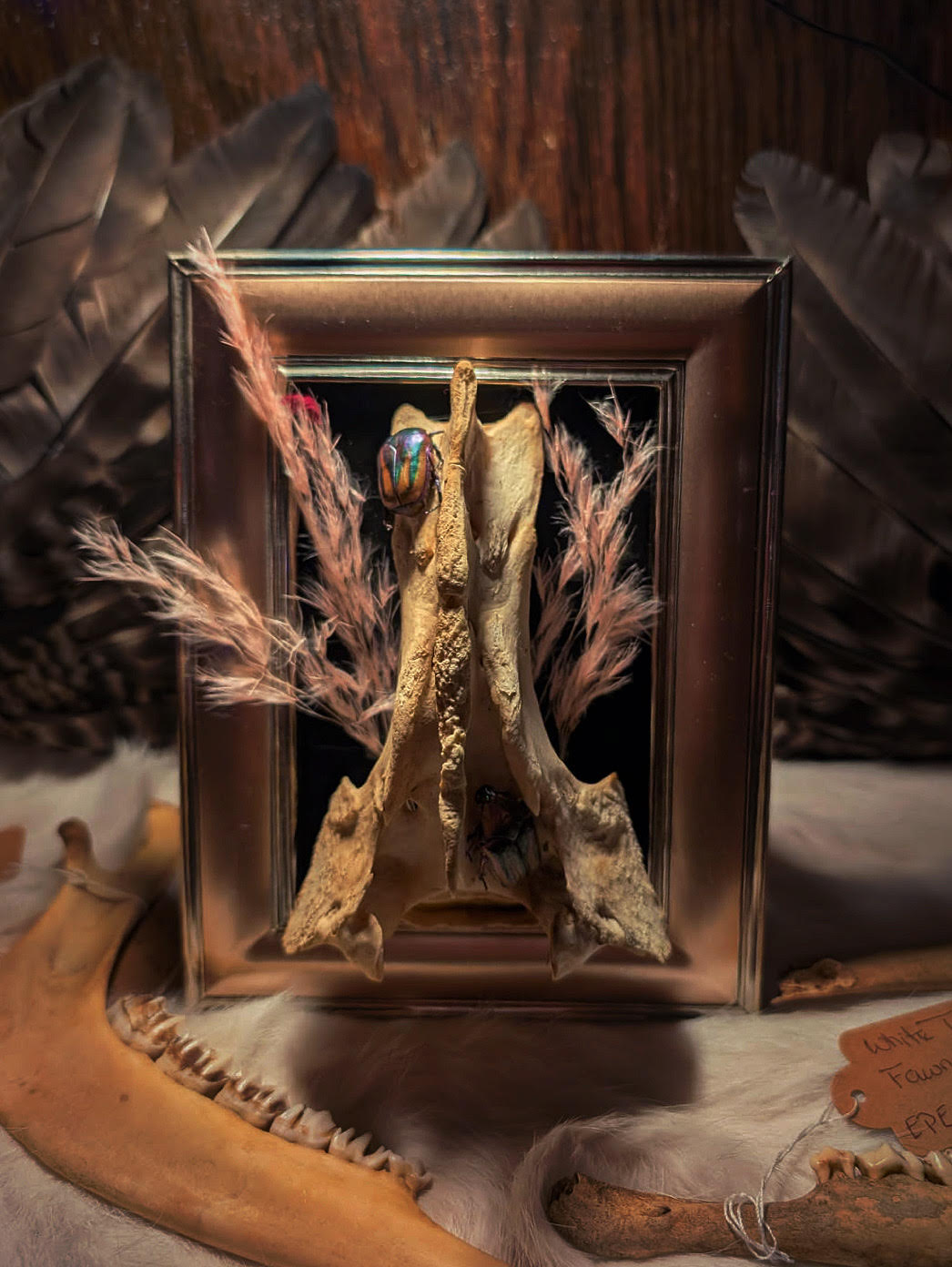 Framed beetles and bone arrangement
