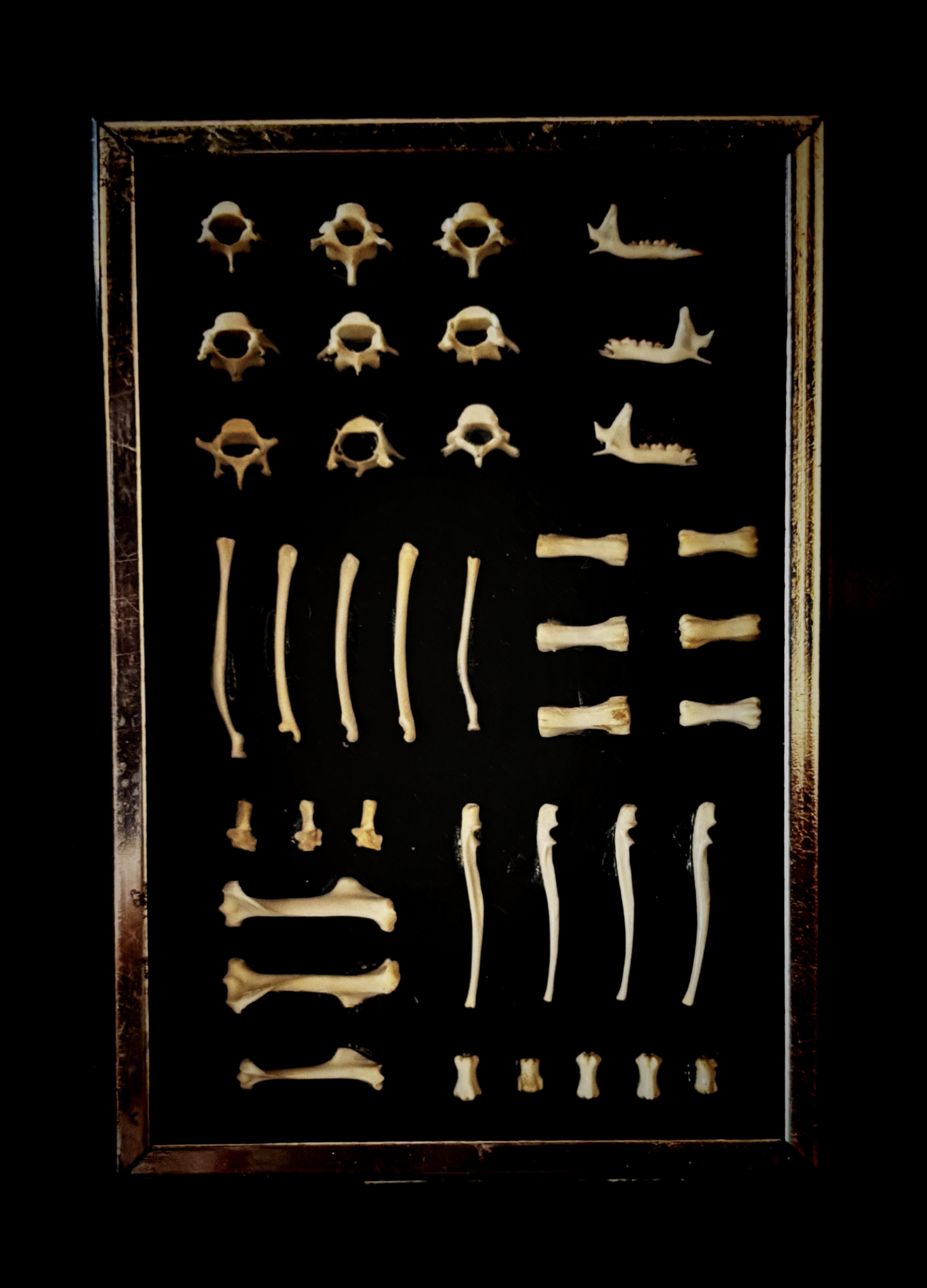 Framed bone arrangement