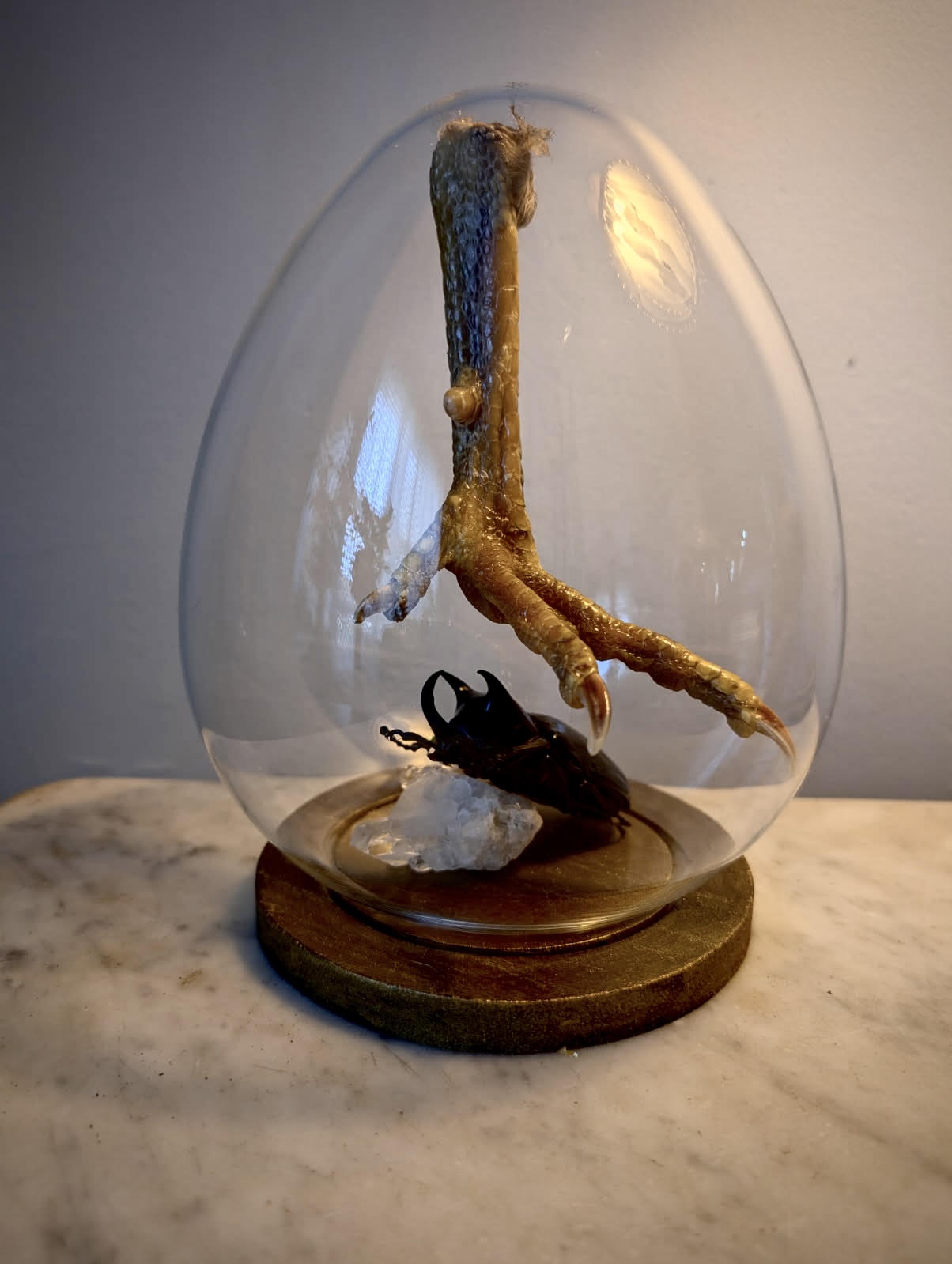 Claw specimen displayed under a glass dome