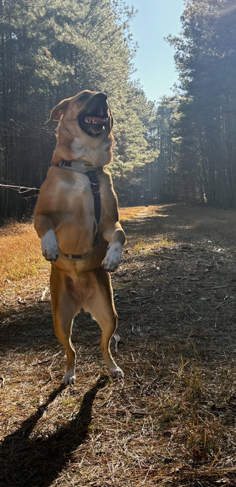 Cricket, the tan dog, standing in the woods