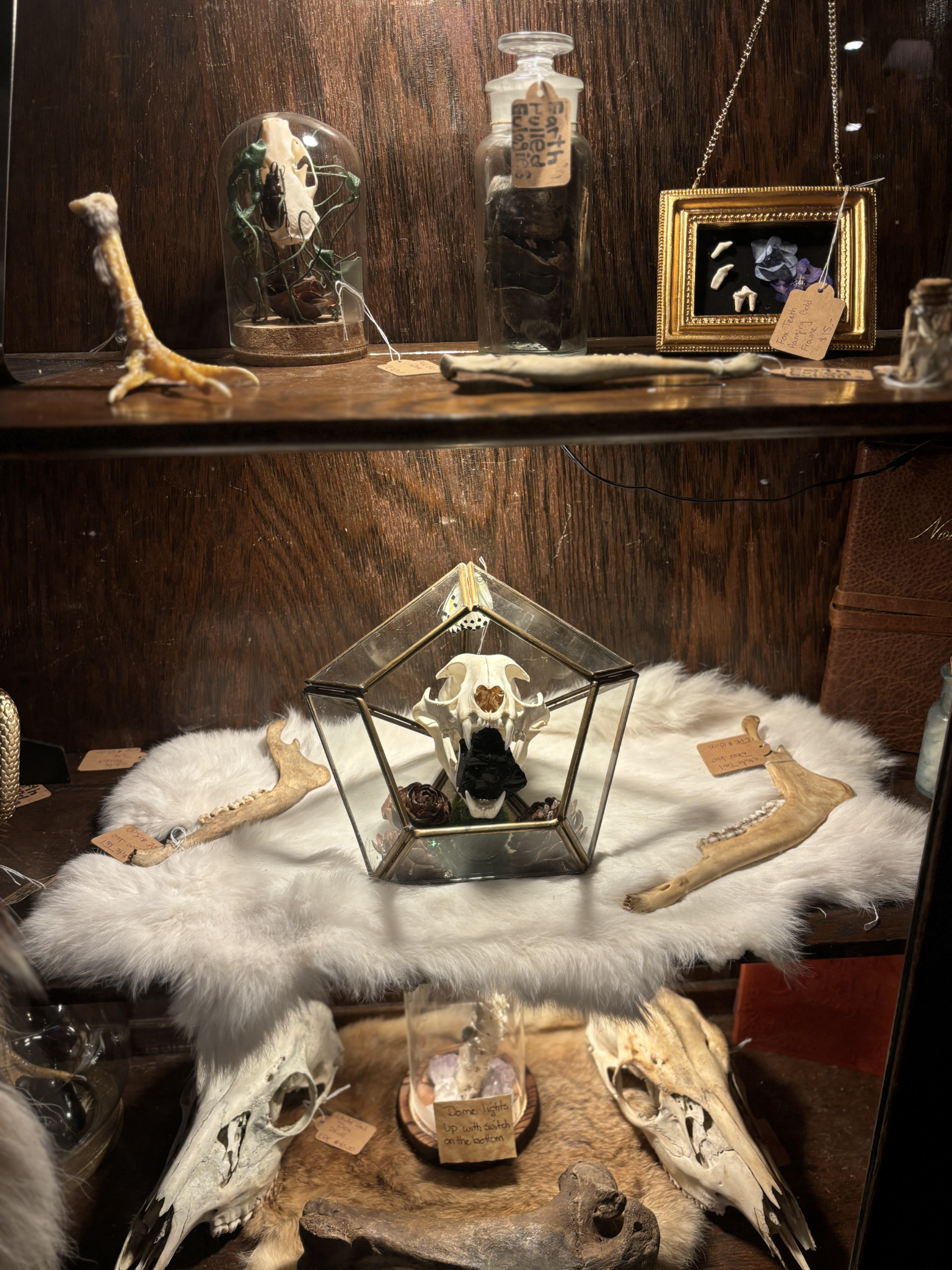 Skull displayed in a geometric glass case