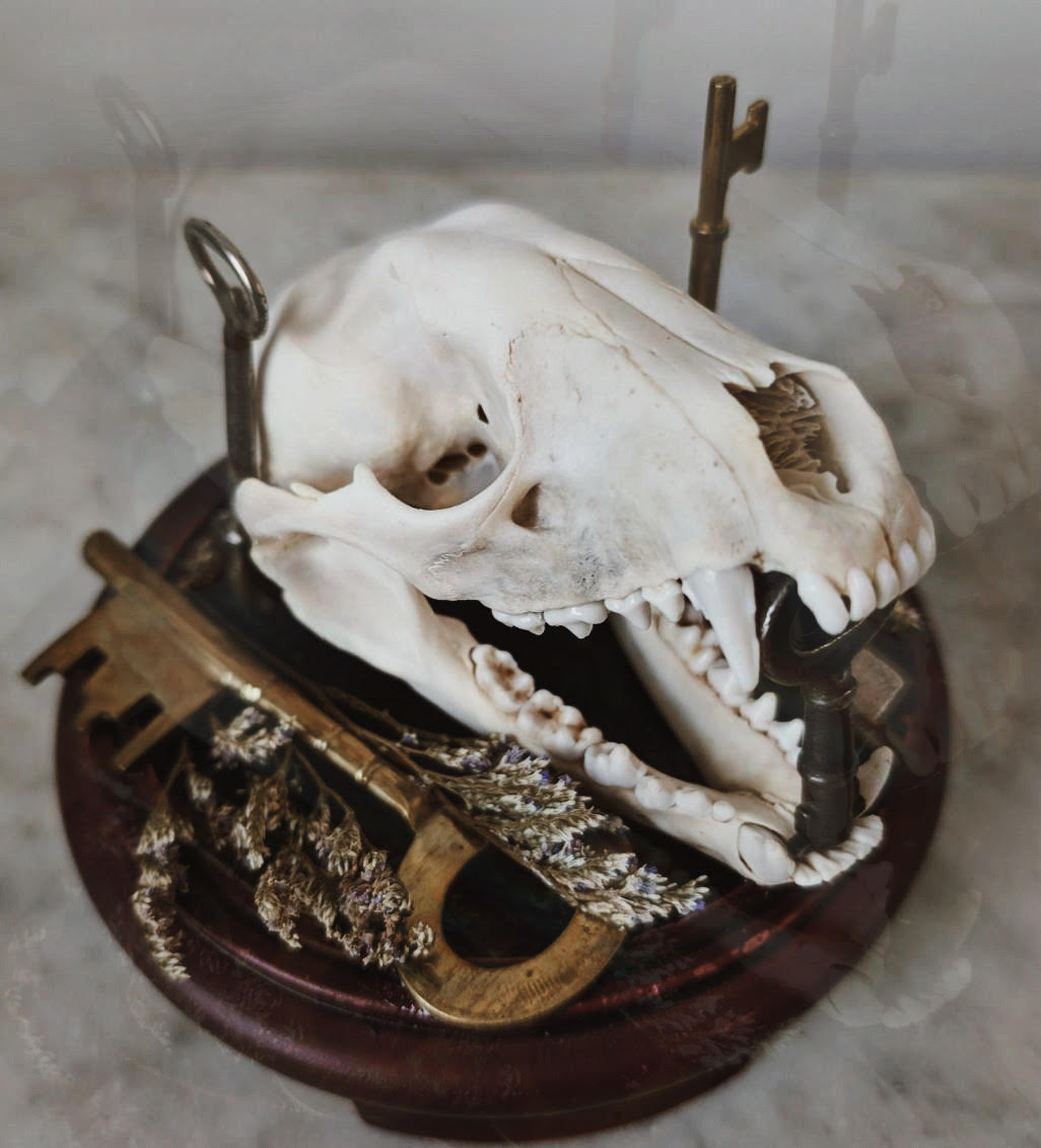 Skull assemblage with antique keys
