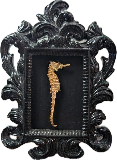 Framed seahorse specimen