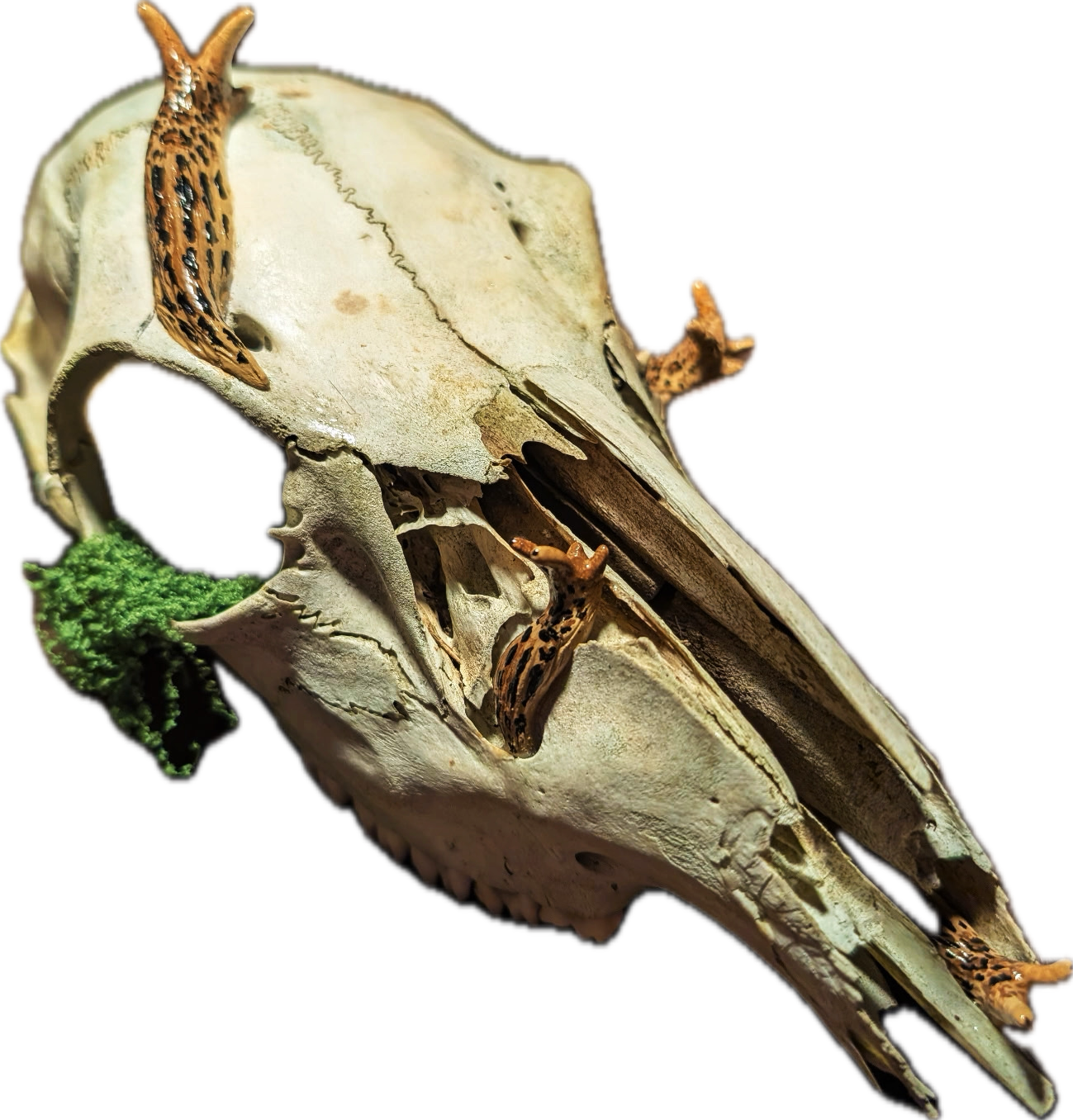 Skull with slugs