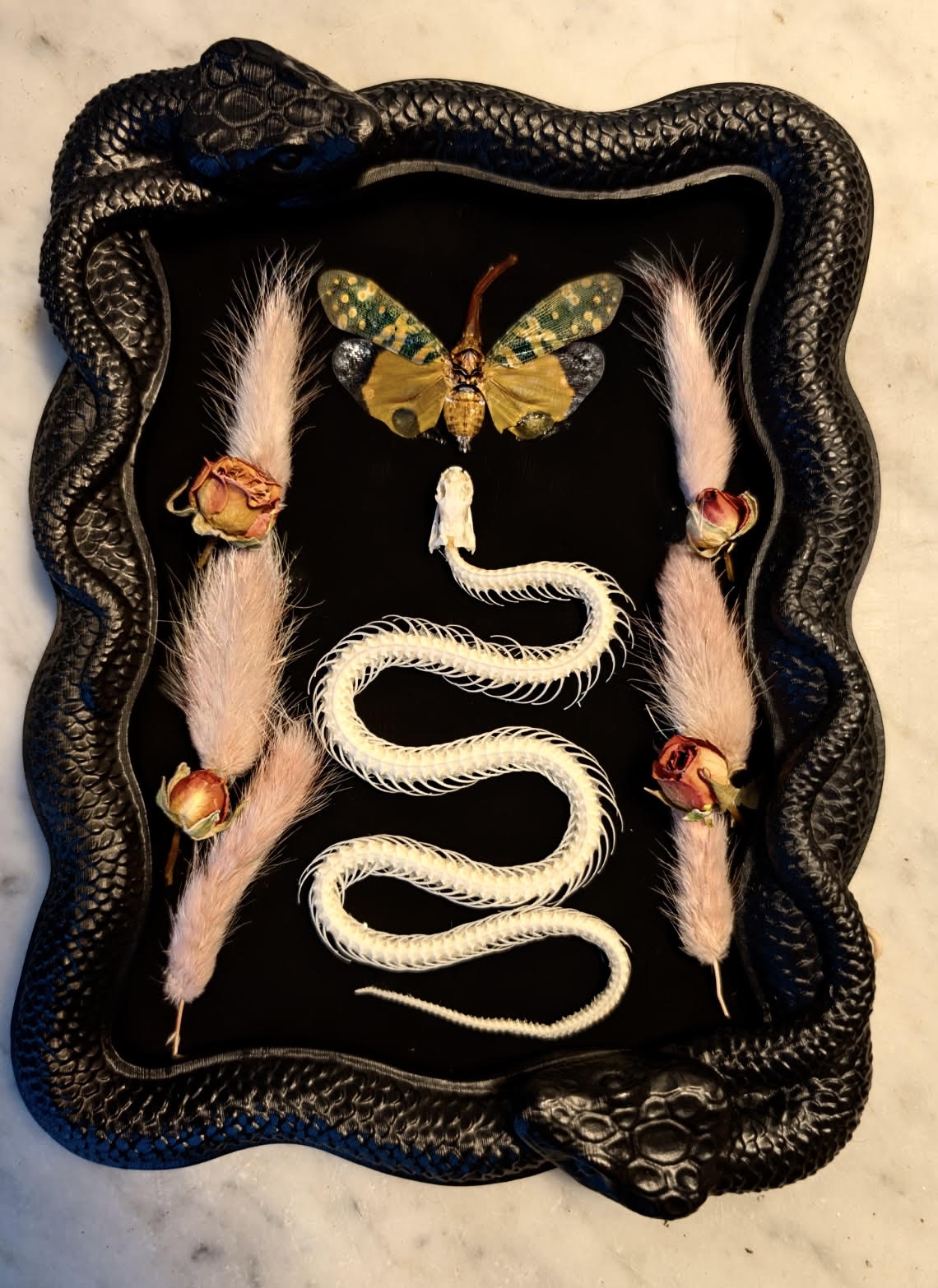 Snake skeleton in a shaped frame
