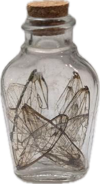 Glass bottle containing insect wings